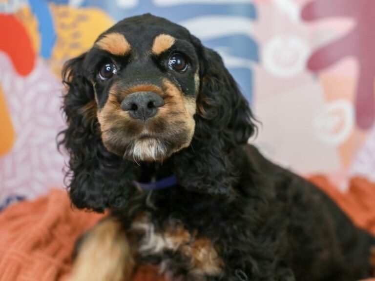 Cocker Spaniel