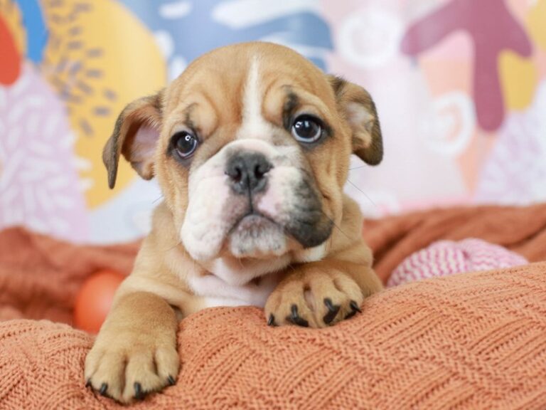 English Bulldog