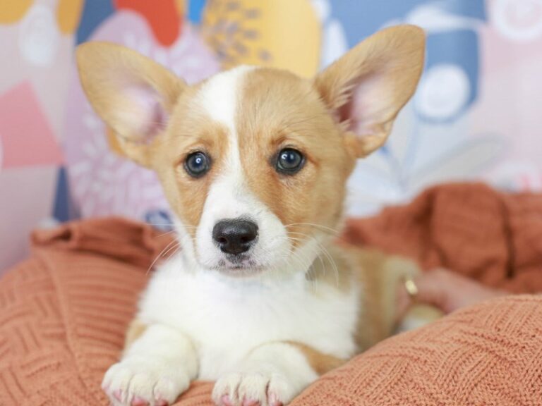 Pembroke Welsh Corgi