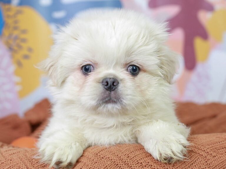 Pekingese