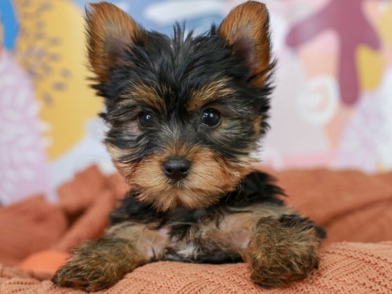 Yorkshire Terrier