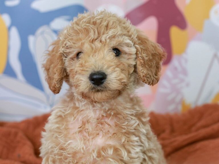 Mini Goldendoodle