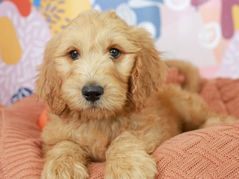 Goldendoodle
