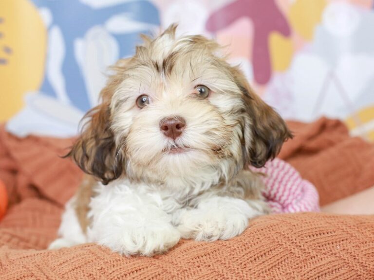 Havanese