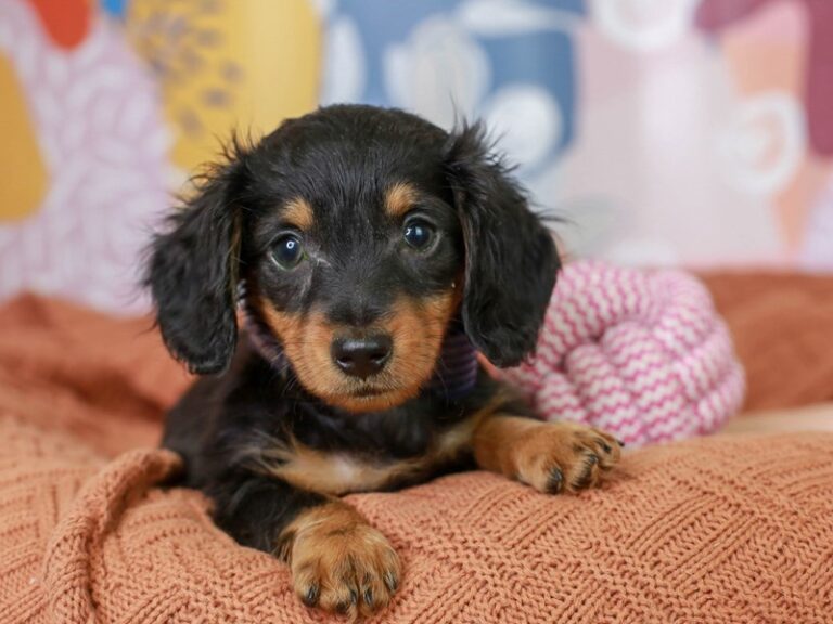 Dachshund