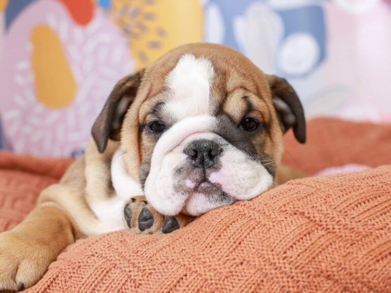 English Bulldog