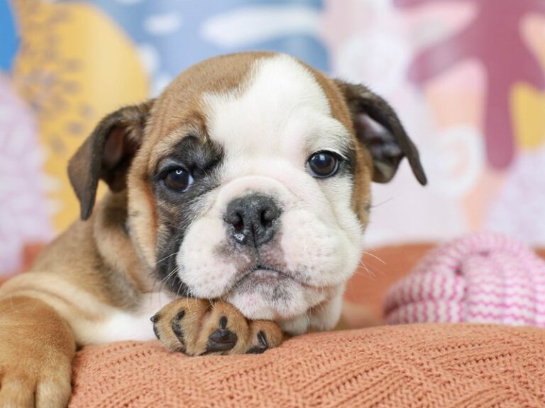 English Bulldog