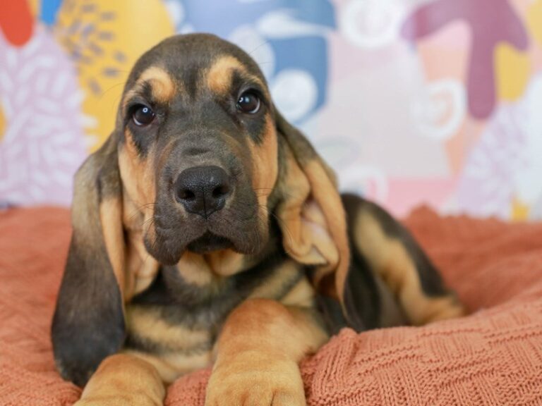 Bloodhound