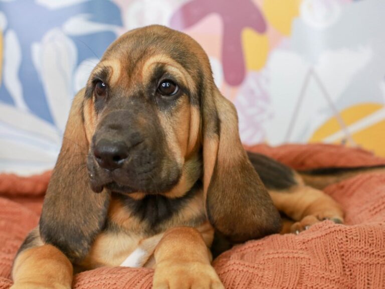 Bloodhound