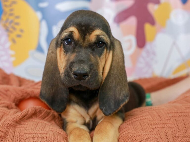 Bloodhound