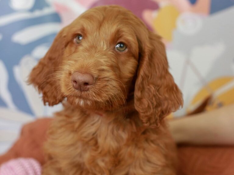Goldendoodle