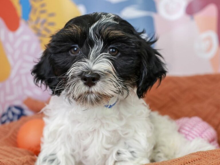 Havanese