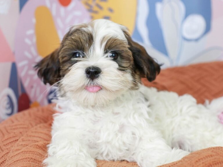 Havanese