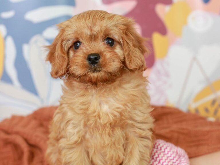 Cavapoo