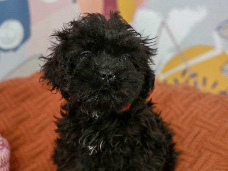 Cockatzu-Female-BLACK-3090815-Animal Kingdom | Puppies N Love