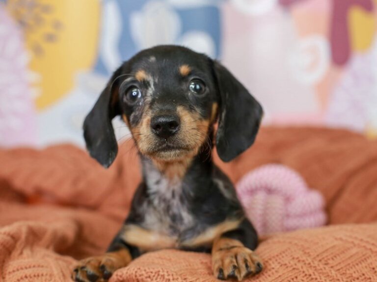 Dachshund