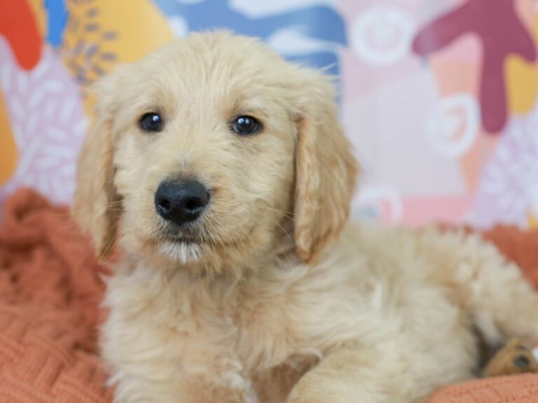 Goldendoodle
