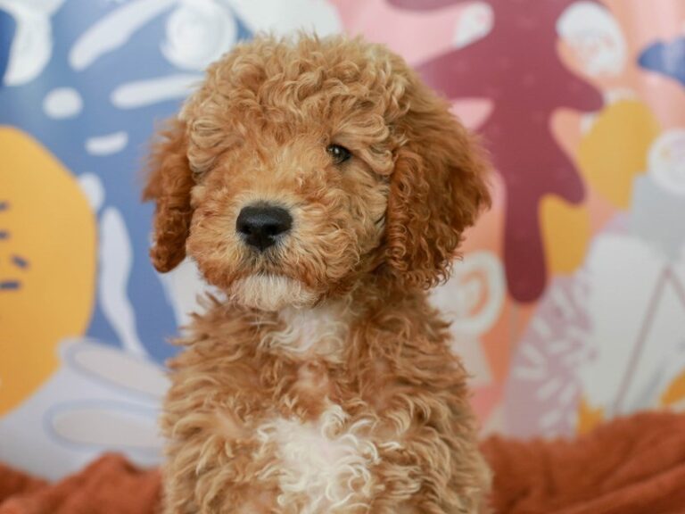 Mini Goldendoodle