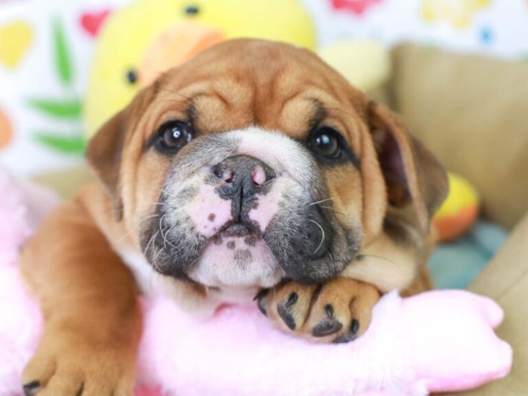 English Bulldog