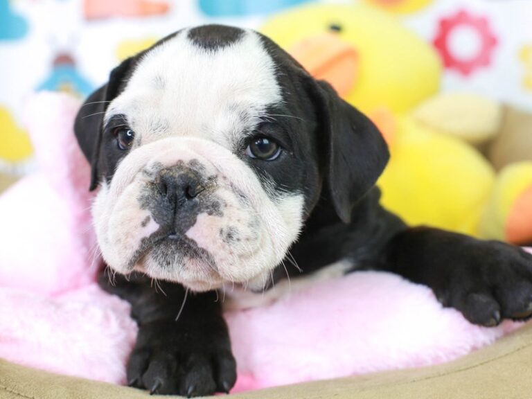 English Bulldog
