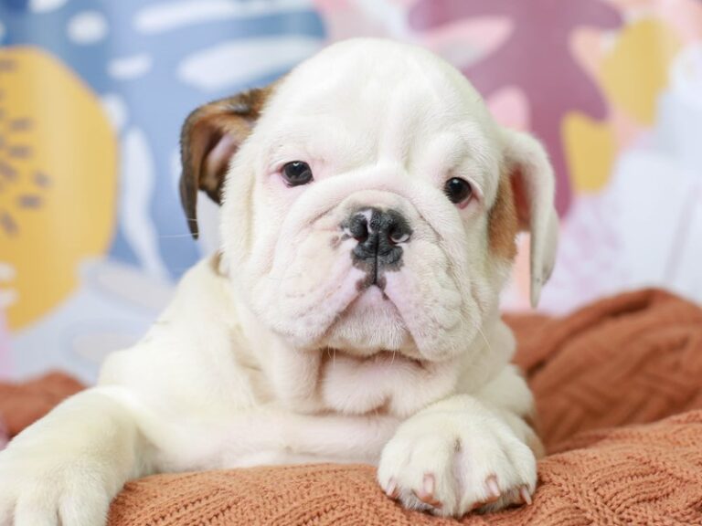 English Bulldog