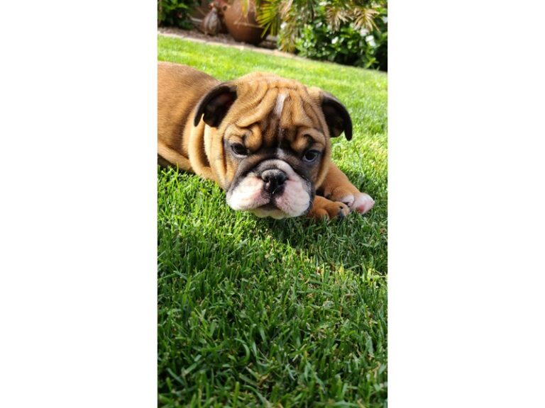 English Bulldog