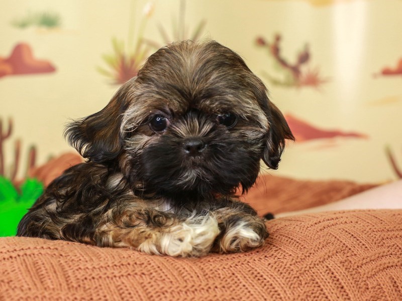 Havashi-Female--3102447-Animal Kingdom | Puppies N Love