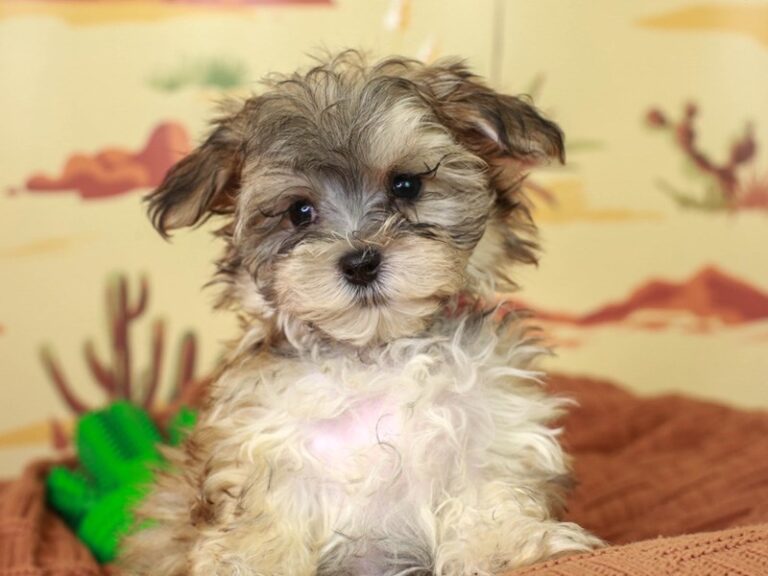 Morkie