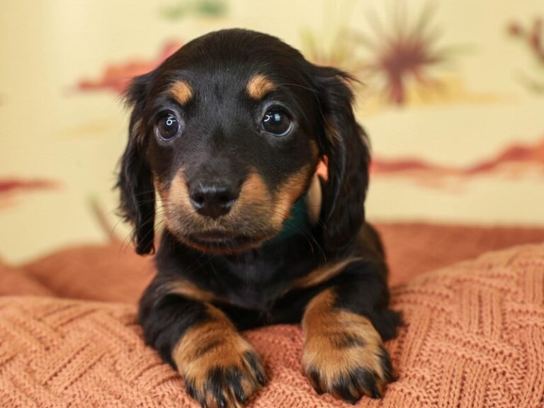 Dachshund