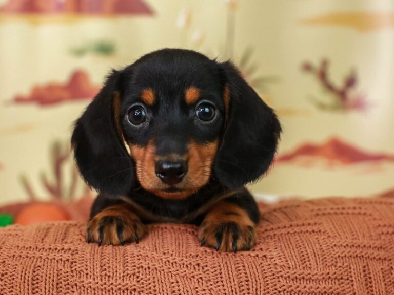 Dachshund