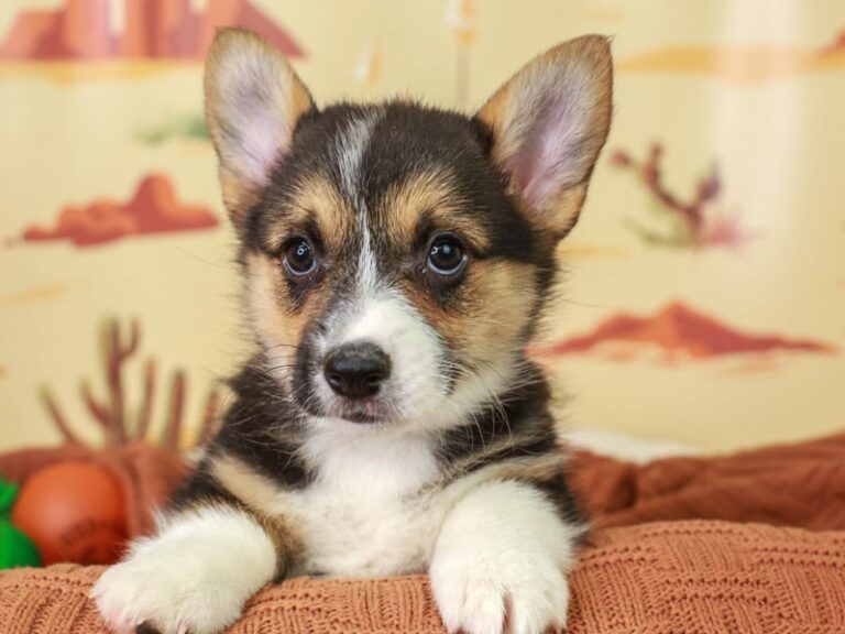 Pembroke Welsh Corgi