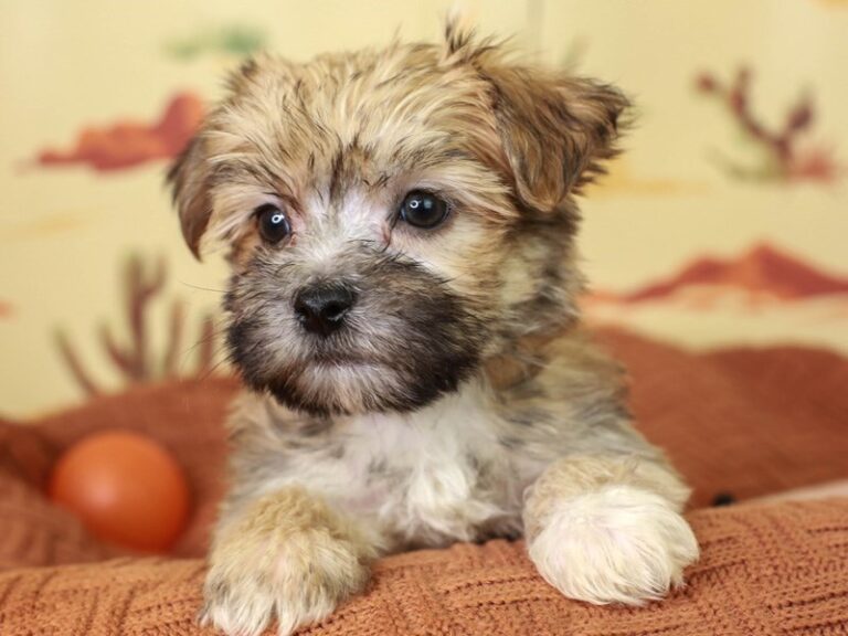 Morkie
