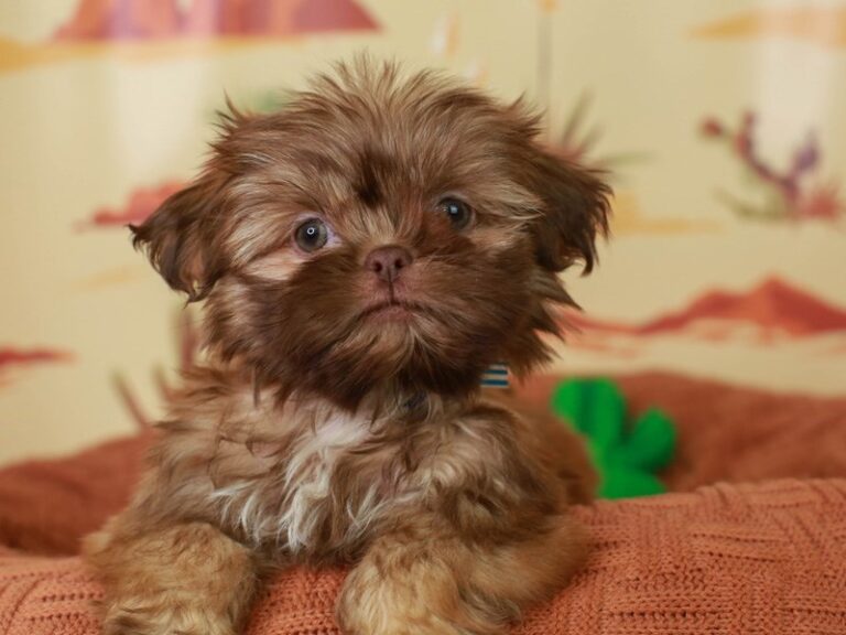 Shih Tzu