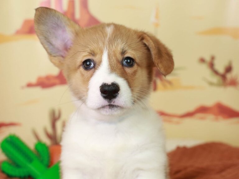 Pembroke Welsh Corgi