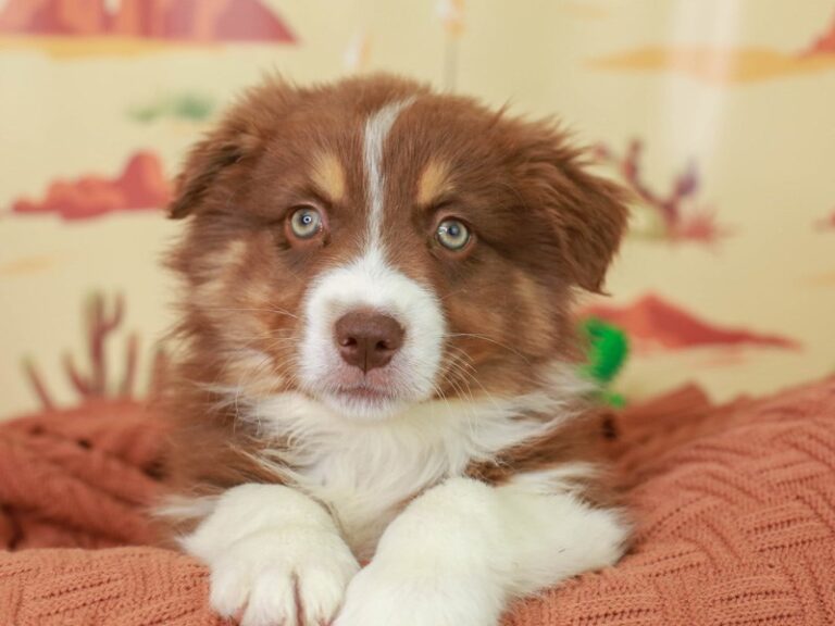 Australian Shepherd