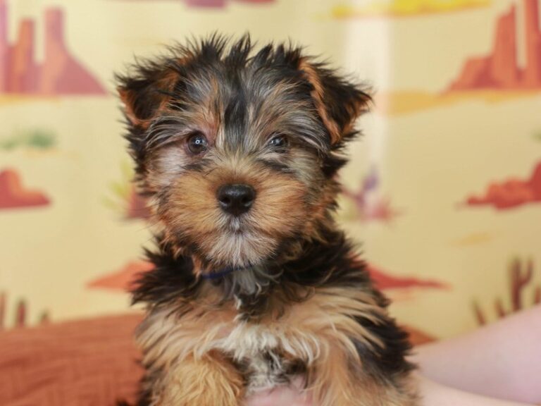 Yorkshire Terrier