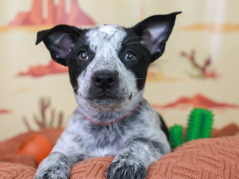 Australian Cattle Dog-Female-Blue Mottled-3100612-Animal Kingdom | Puppies N Love