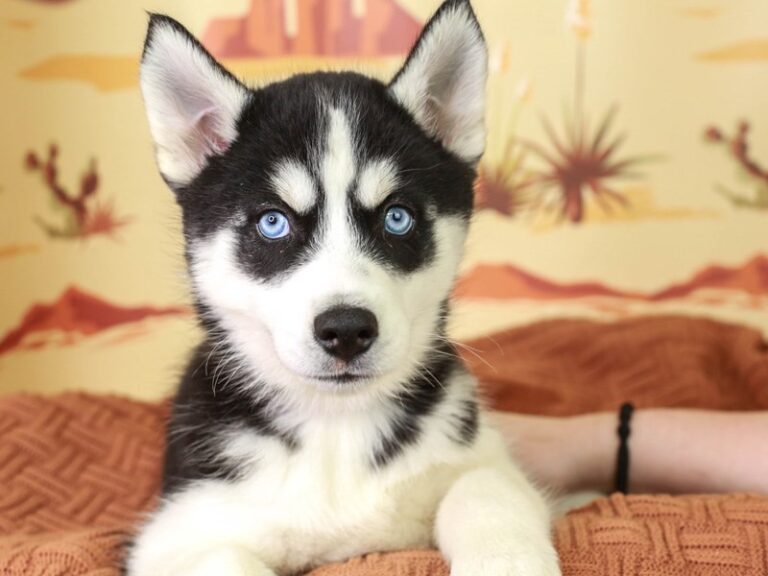 Siberian Husky