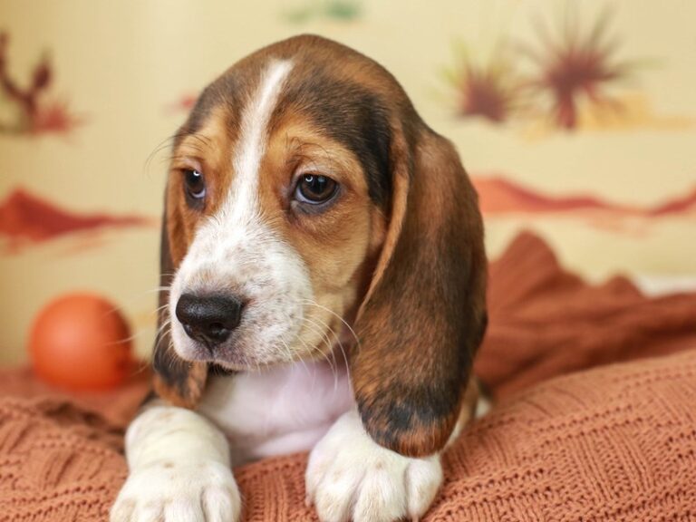 Beagle