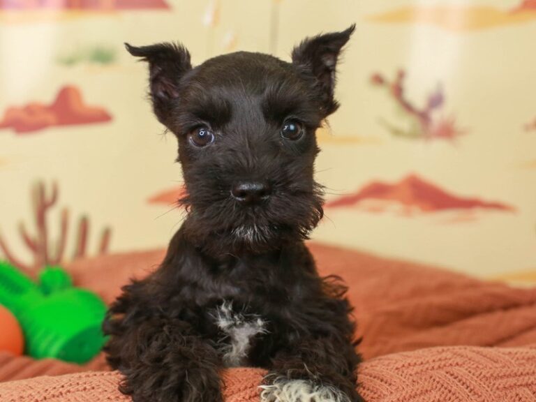 Mini Schnauzer