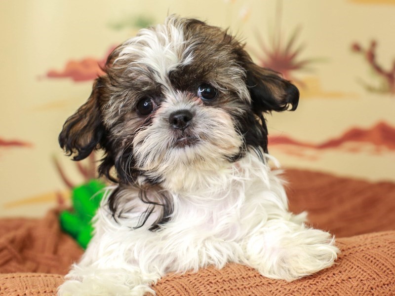 Havashi-Female--3102445-Animal Kingdom | Puppies N Love