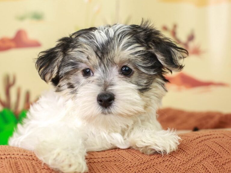 Morkie