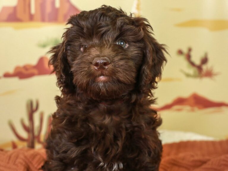 Mini Labradoodle