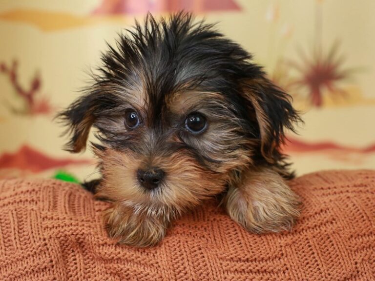 Yorkshire Terrier