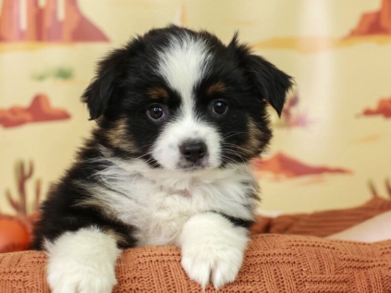 Mini Aussie