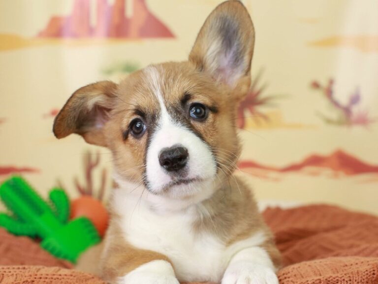 Pembroke Welsh Corgi