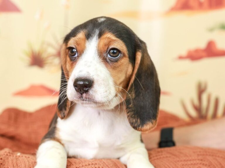 Beagle