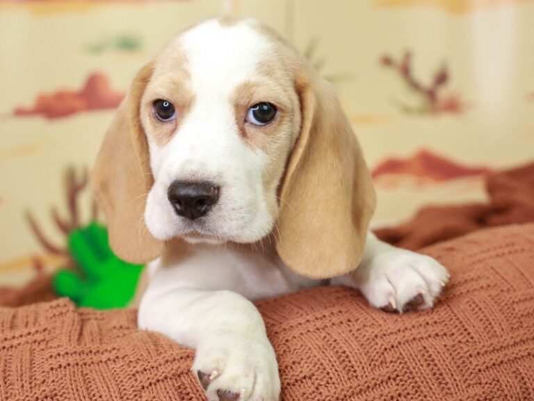 Beagle