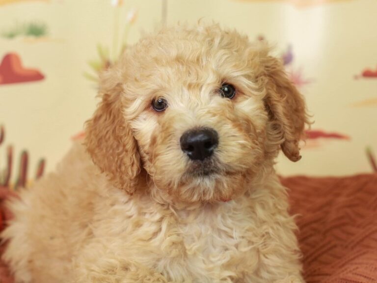 Goldendoodle