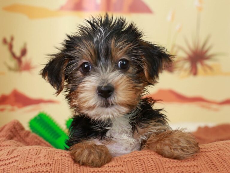 Yorkshire Terrier